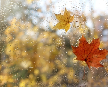 red and yellow leaves on window with trees in background